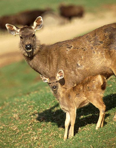  p>水鹿印度亚种是水鹿的一个亚种,体成熟雄鹿体高130厘米左右,体长