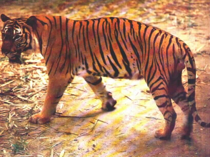  i>corbetti /i>):简称印支虎.