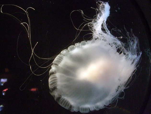  p>煎蛋水母(学名:phacellophora camtschatica)是钵水母纲的海洋生物