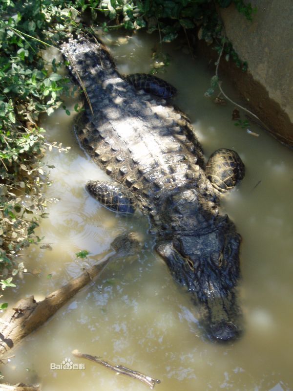 中华鳄