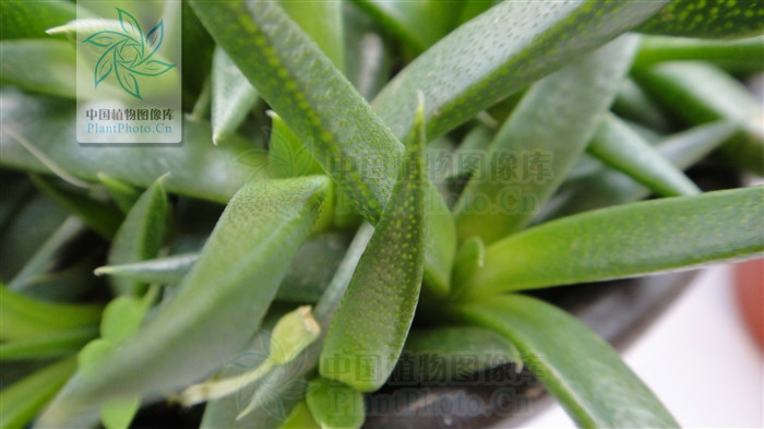  p> b>舌叶垂头菊 /b>(学名: i>cremanthodium lingulatum /i>)是菊科