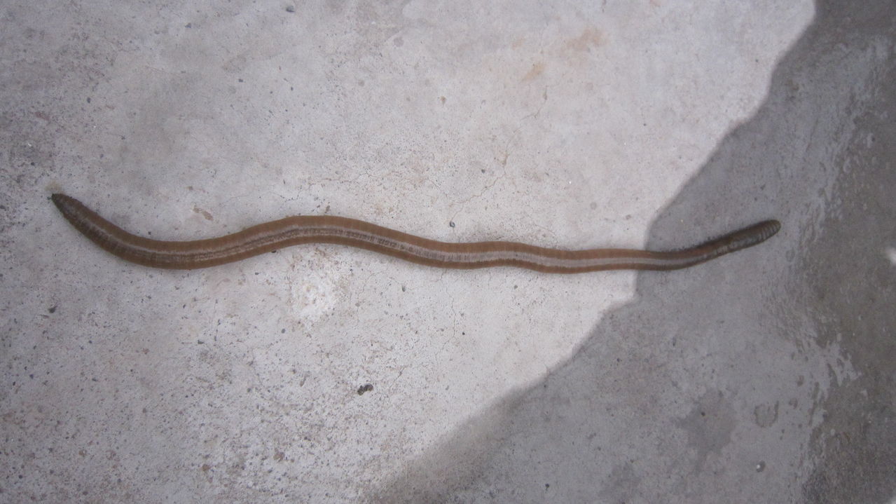  p>巨型蚯蚓,是南美森林中存在着一种巨大的 a href="#" data-lemmaid