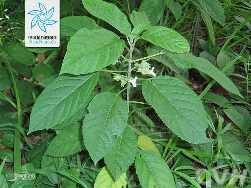  p>地骨皮,别名枸杞皮,为 a target="_blank" href="/item/茄科