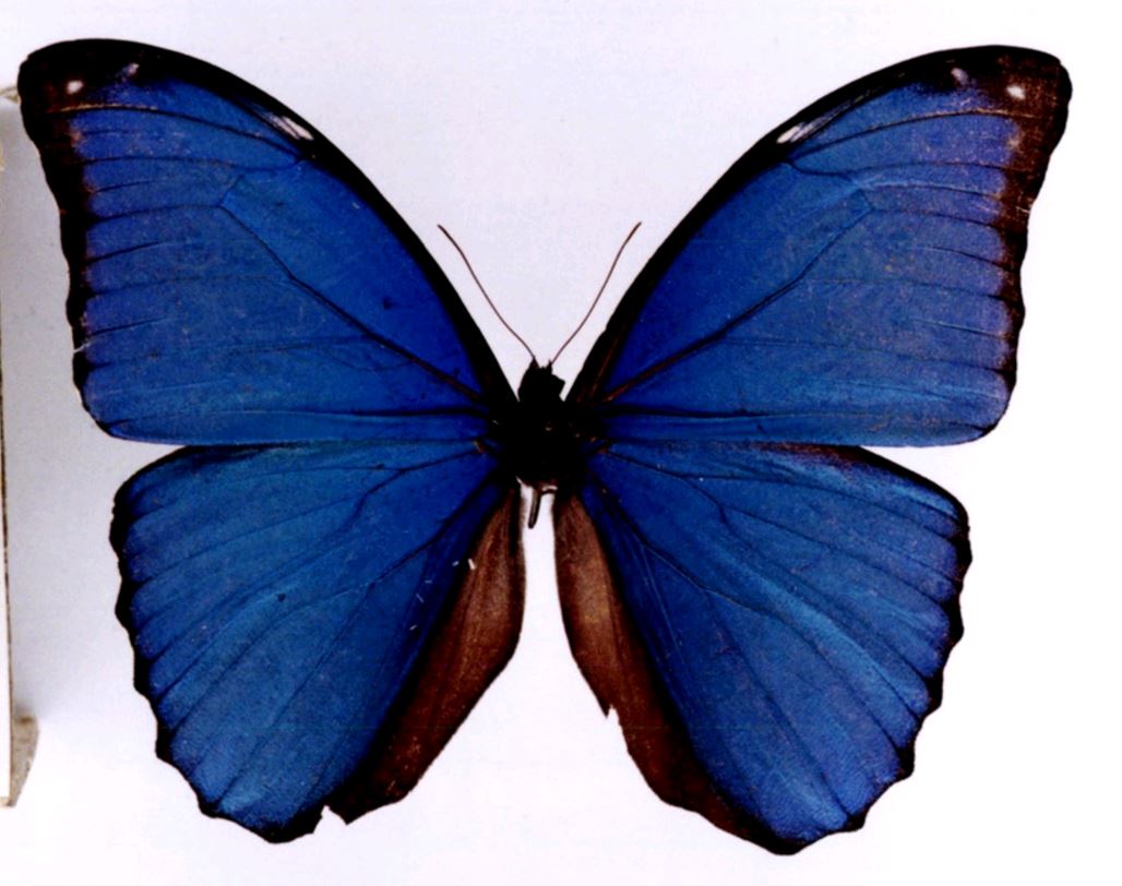 blue morpho butterfly