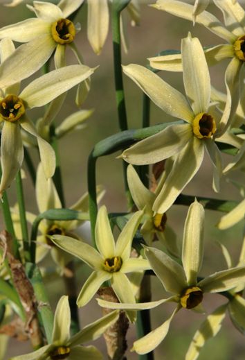  p>绿花水仙(学名: i>narcissus viridiflorus /i> schousb.