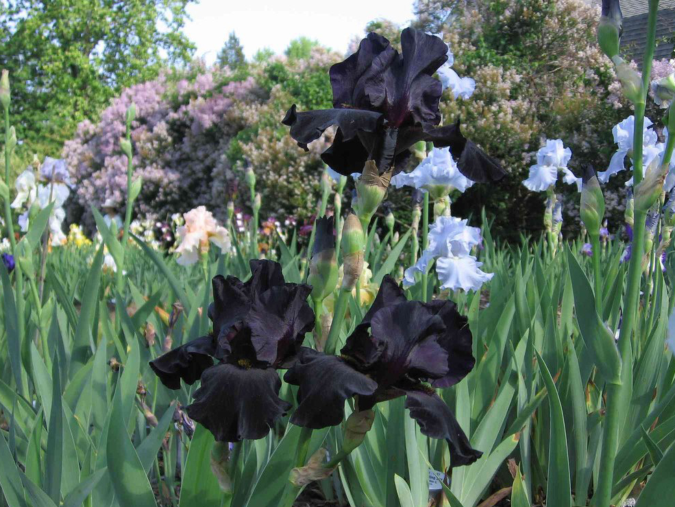  p>黑花鸢尾(学名: i>iris nigricans /i> dinsm.