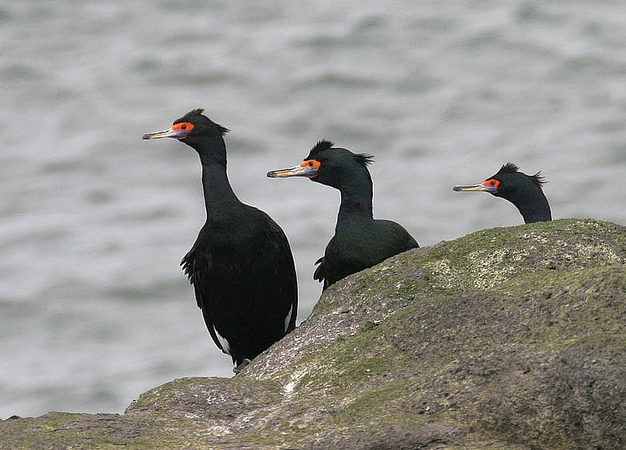  p>红脸鸬鹚(学名: i>phalacrocorax urile /i>),大型水鸟,体长70~76