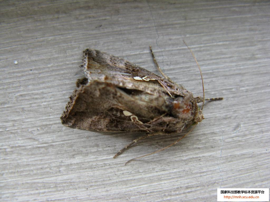  p>银纹夜蛾为鳞翅目,夜蛾科的一种昆虫.