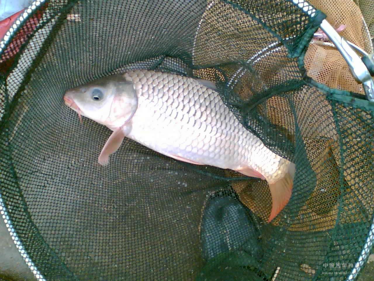 cyprinus  pellegrini  barbatus