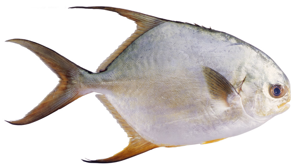  p>白鲳属 a href="#" data-lemmaid="7643172">白鲳科 /a>,为 a href