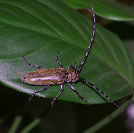 为沟胫天牛科星天牛属动物星天牛 i>anoplophora chinensis /i>