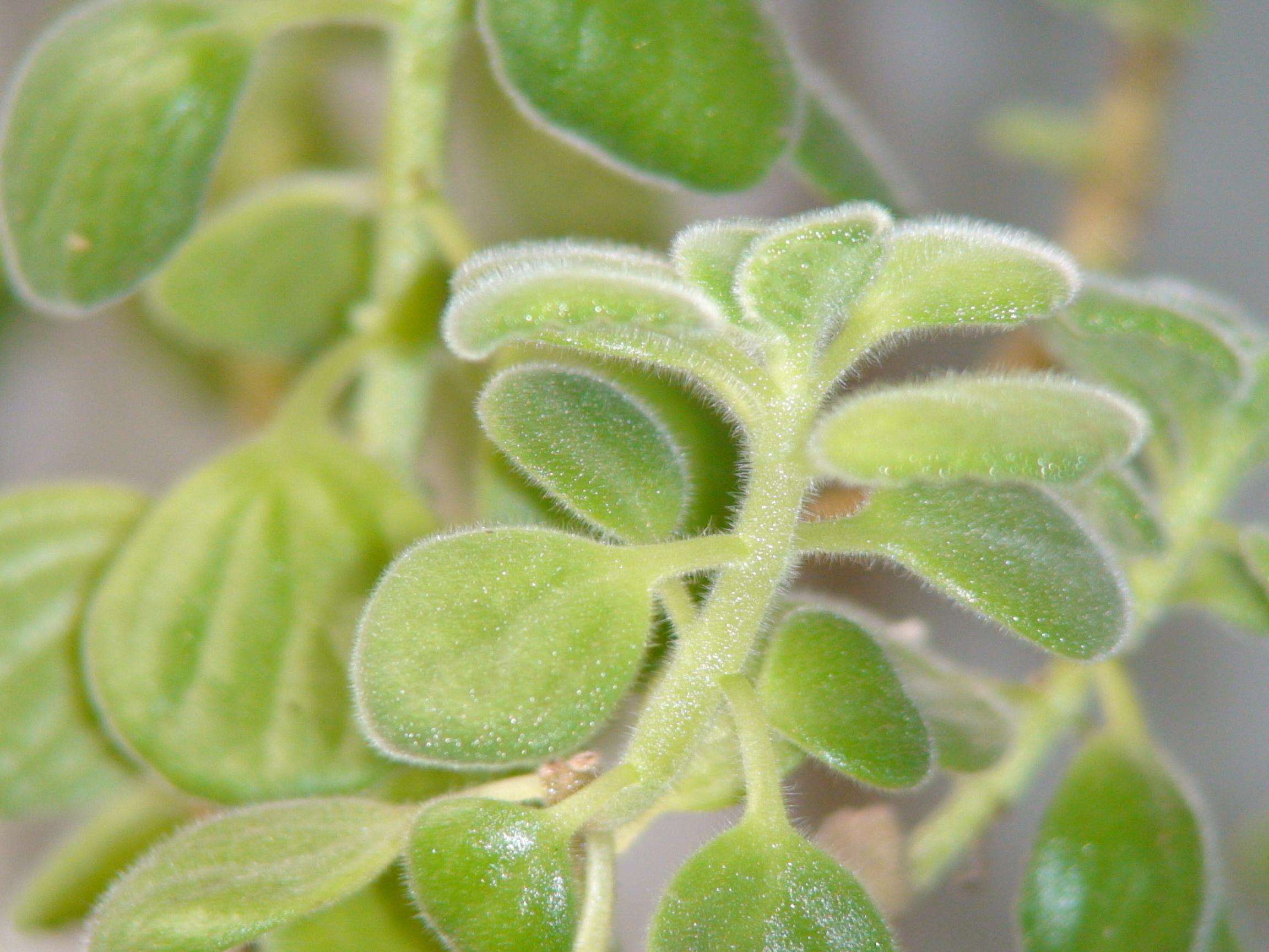  p>碰碰香也称绒毛香茶菜,是一种会散发淡淡清香的 a href="#" data