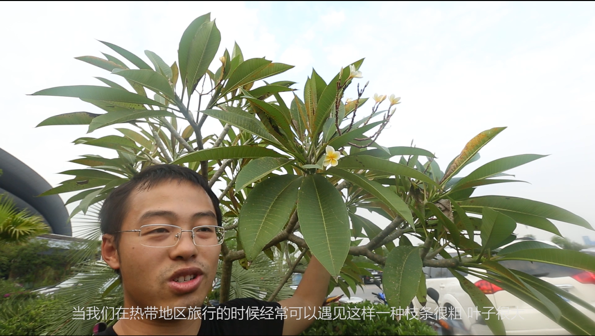 鸡蛋花名不虚传,花朵犹如切开的鸡蛋