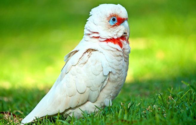  p>长嘴凤头鹦鹉(学名:cacatua tenuirostris)体格粗壮,外型特殊
