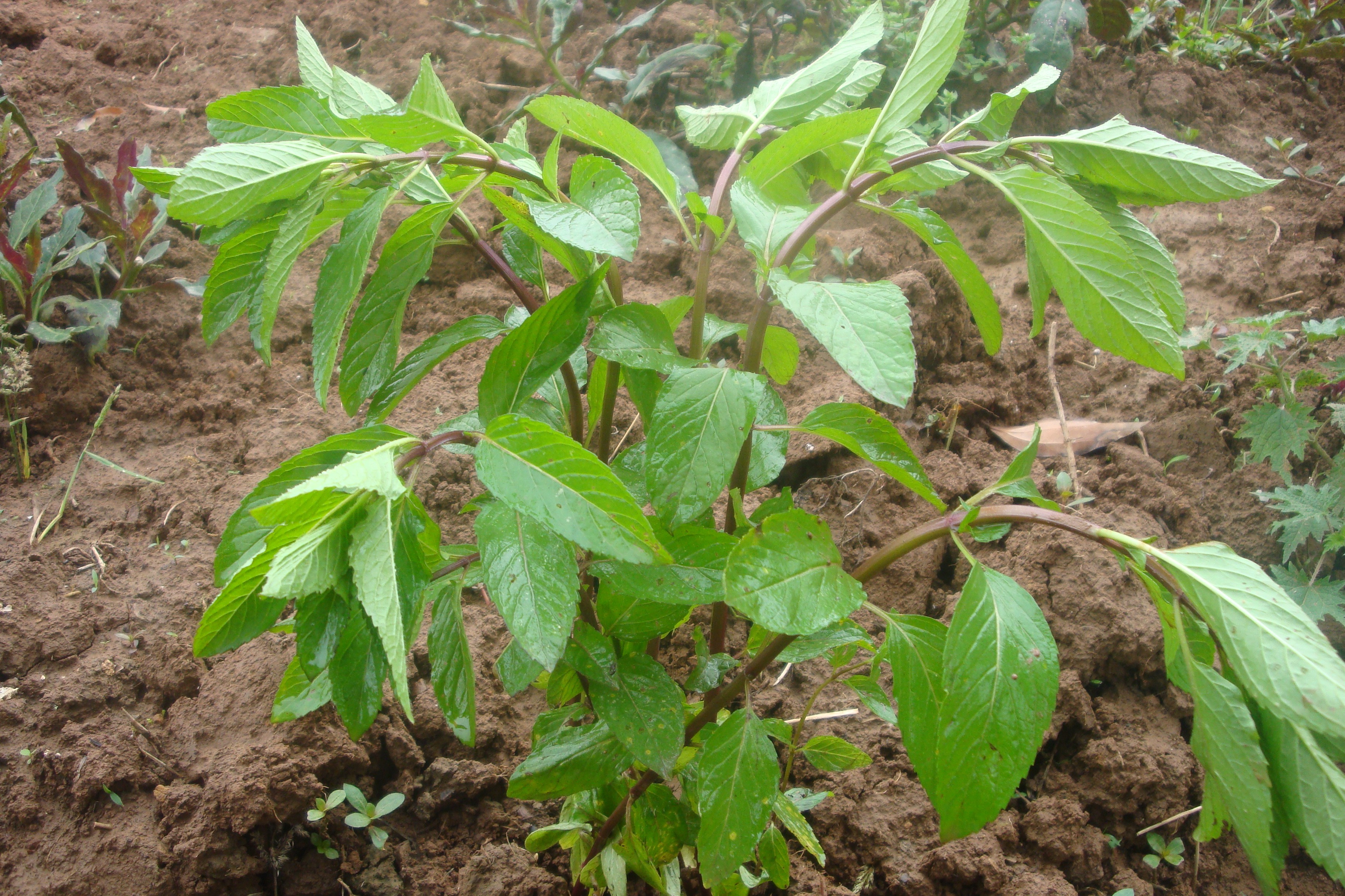 stachys sylvatica l.