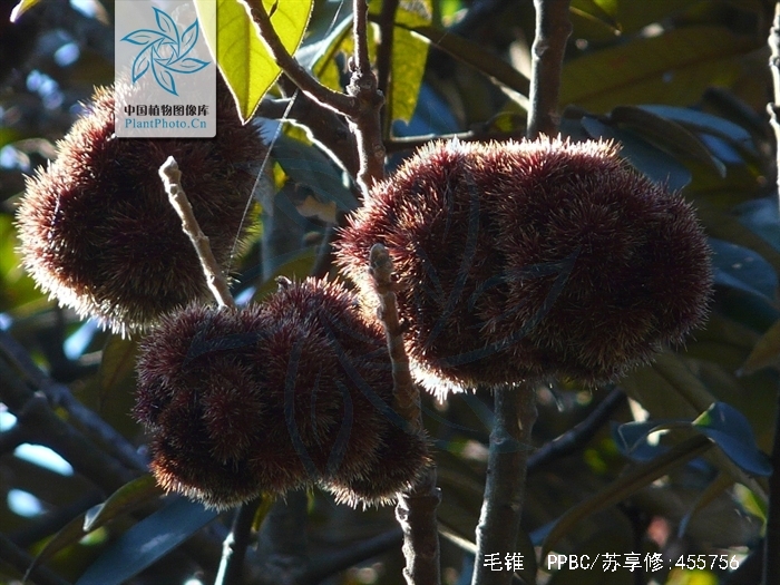  p>毛锥(学名: i>castanopsis fordii /i> hance)是壳斗科,锥属 a