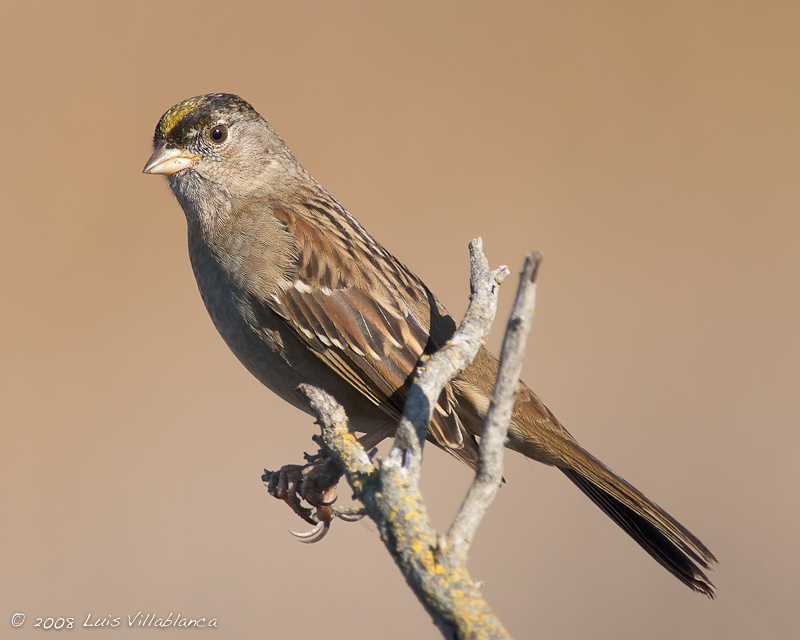  p>金冠带鹀是 a href="#" data-lemmaid="3516708">脊索动物门 /a>, 