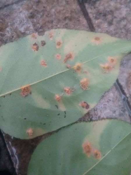  p>梨树上主要蚜虫种类有梨二叉蚜,梨园尾蚜,梨黄粉蚜等.