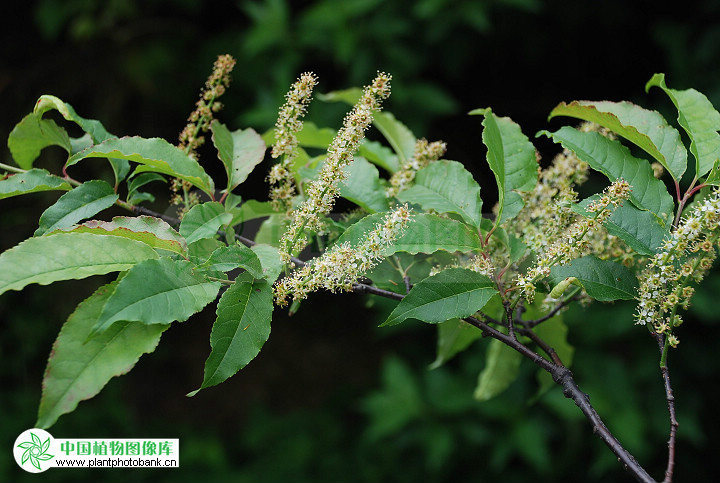  p>橉木,是 a data-lemmaid="1349839">稠李属