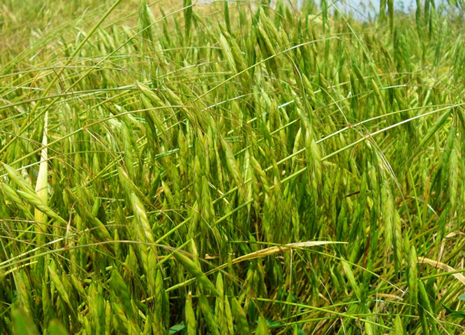  p>短芒大麦草(学名: i>hordeum brevisubulatum  /i>(trin.