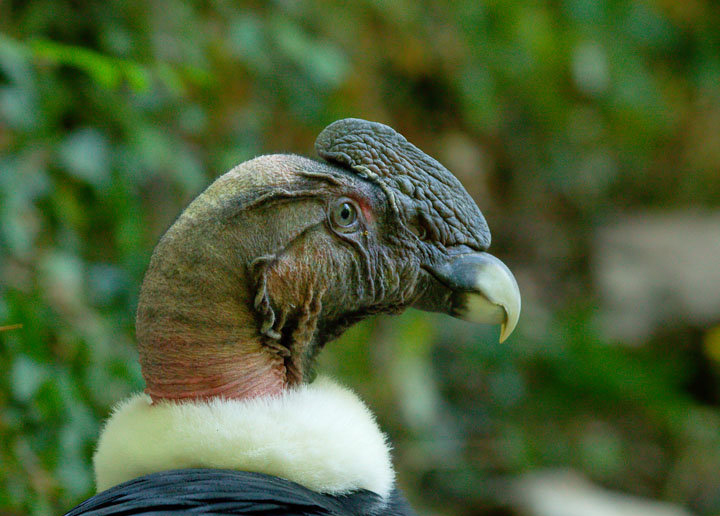  p>安第斯神鹫(学名: i>vultur gryphus /i>):又叫康多兀鹫,也有人叫