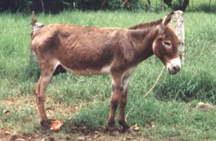  p>非洲野驴,学名: i>equus africanus /i> (von heuglin et