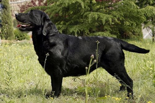 拉布拉多犬纯种