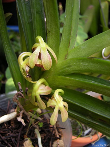  p>垂头万代 b>兰 /b>(拉丁学名: i>vanda alpina /i> lindl.