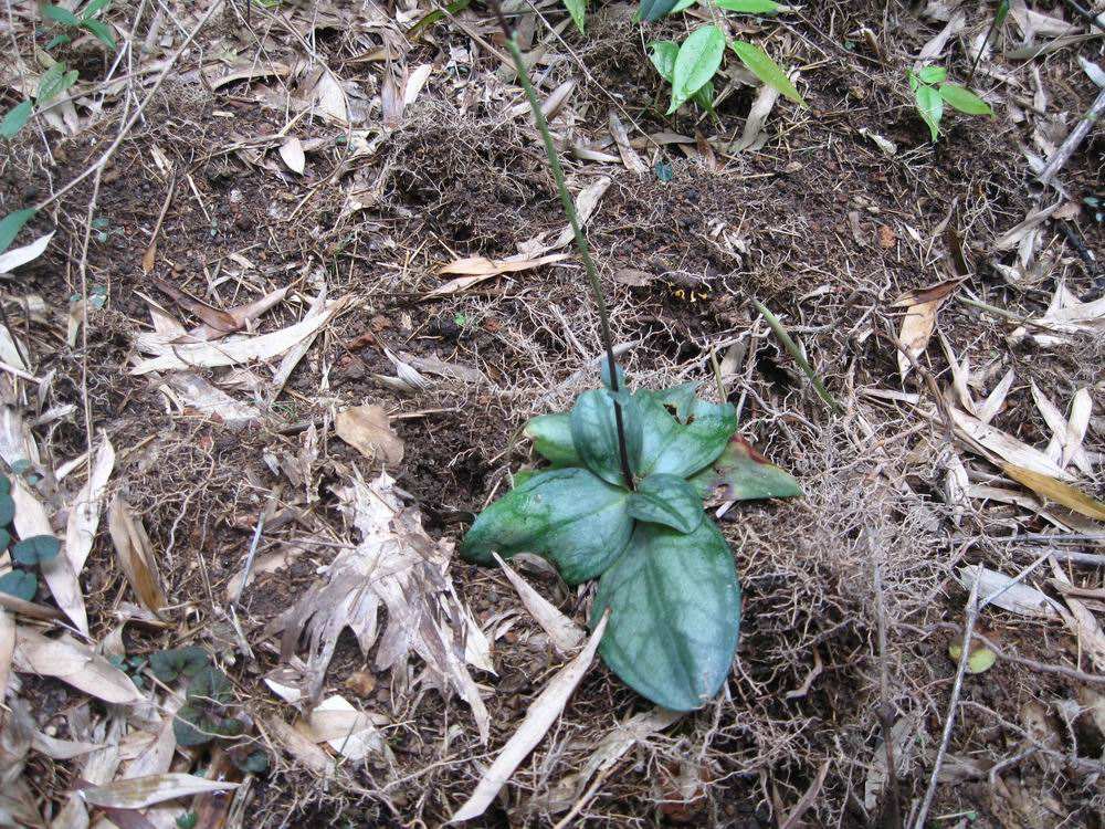  p>峨眉双蝴蝶(学名: i>tripterospermum cordatum /i> (marq.) h.