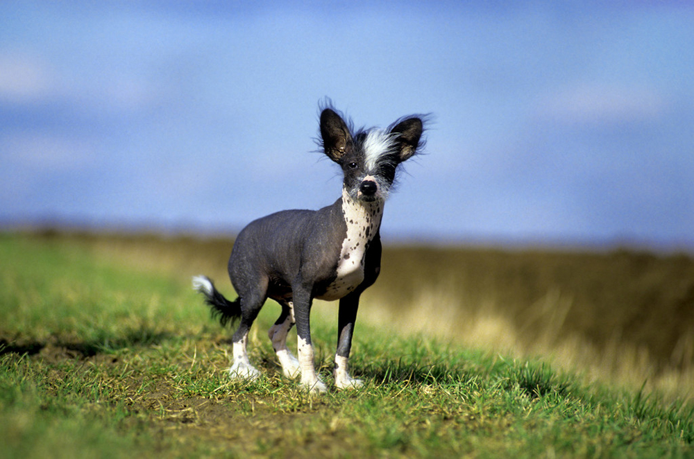 chinese crested dog