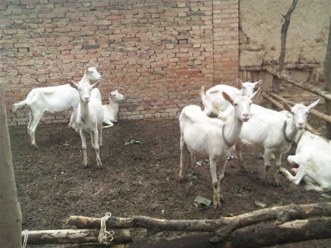  p>奶山羊,是乳用品种的 a href="#" data-lem