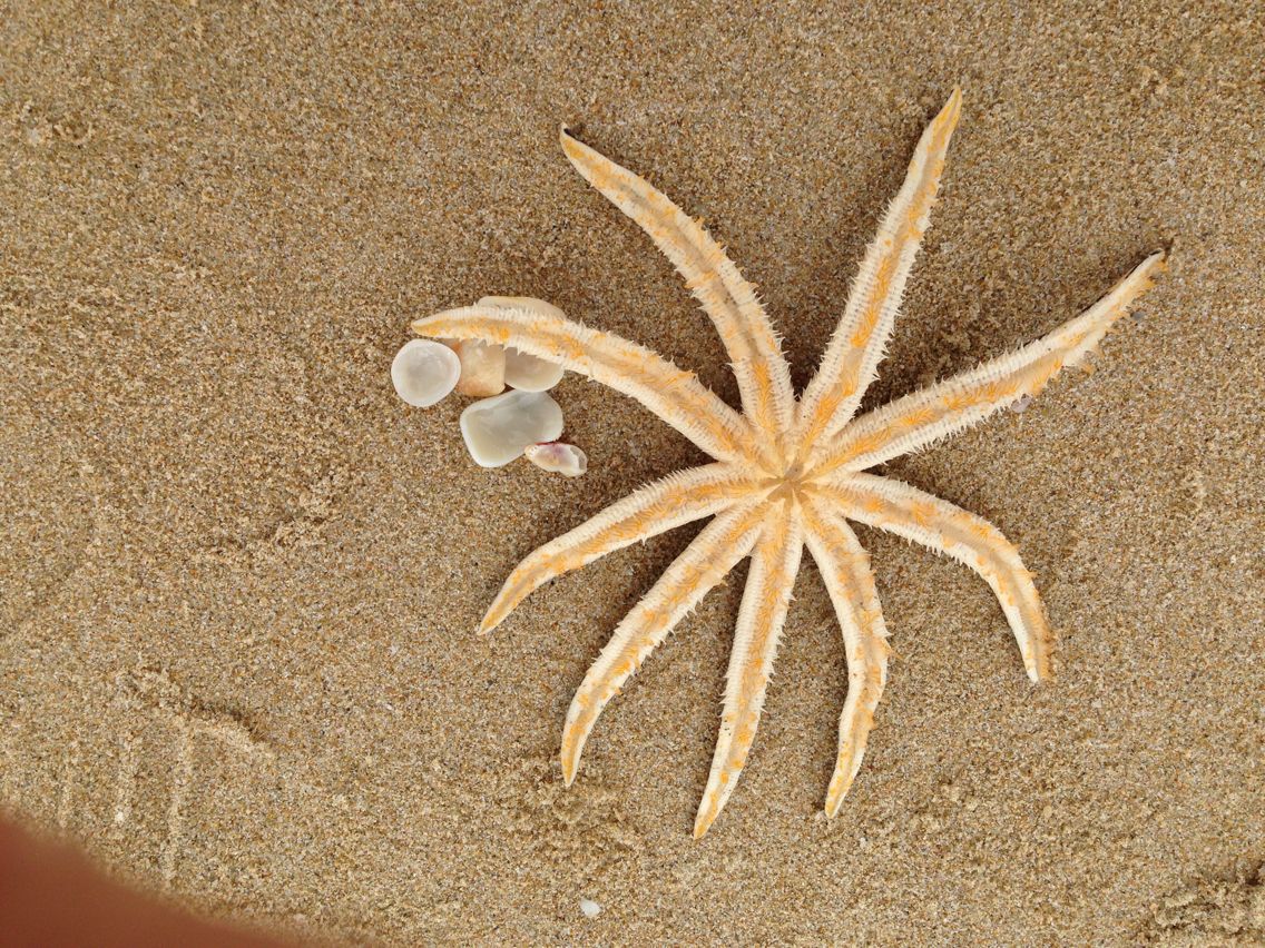  p>学名:斑砂海星(luidia maculata) /p> p>腕数为7-9个,普通的是8个.