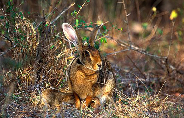  p>印度野兔,又称黑枕野兔,广泛分布在亚洲南部,包括孟加拉国,印度