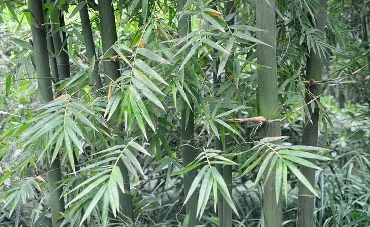  p>车筒竹(学名: i>bambusa sinospinosa /i> mcclure)是禾本科,簕竹