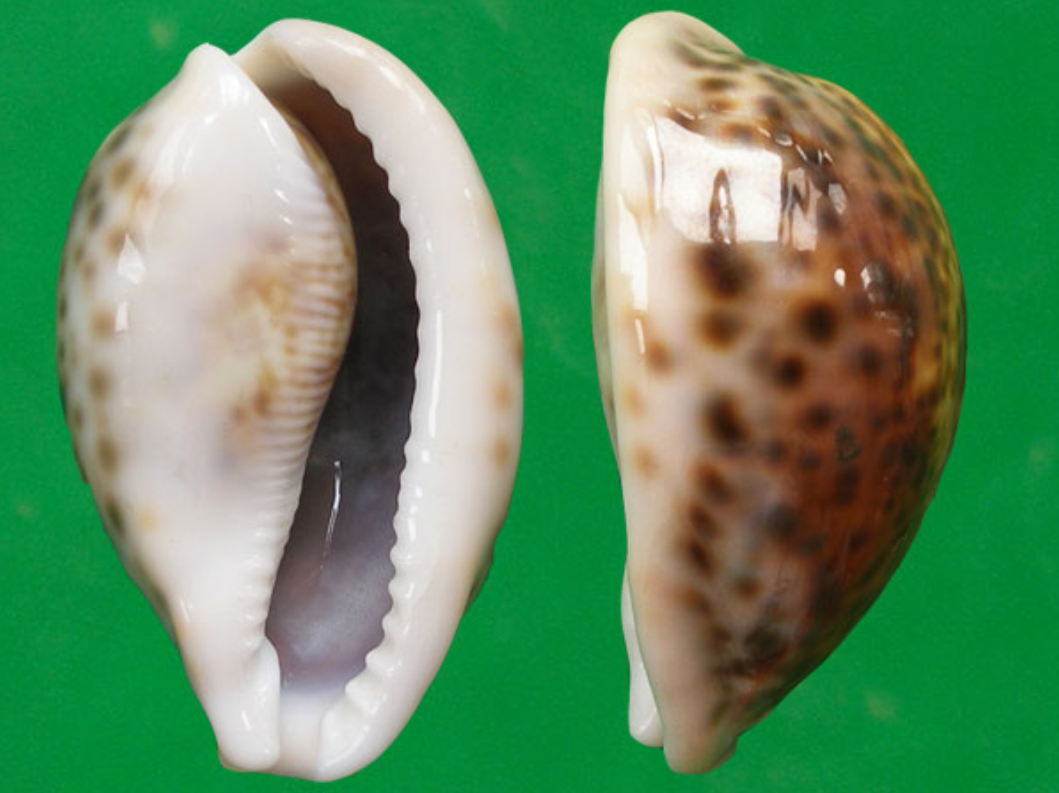  p>花豹宝螺(学名:cypraea pantherina )是腹足纲宝螺科的软体动物.