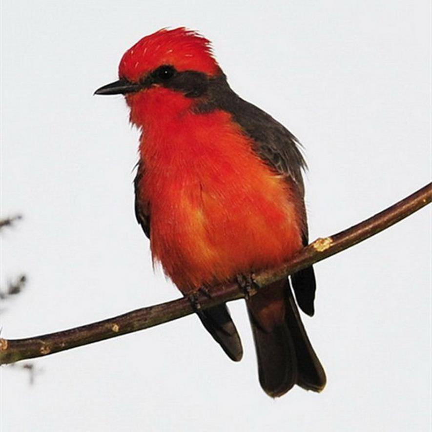 pyrocephalus rubinus