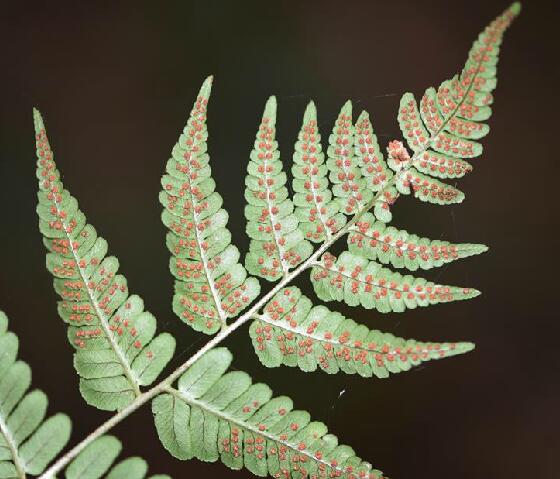  p>半岛鳞毛蕨(学名: i>dryopteris peninsulae /i> kitagawa)是鳞毛