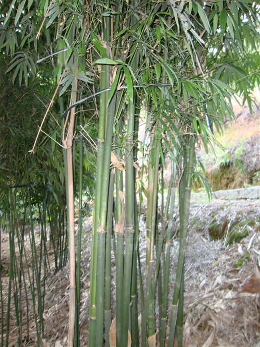 chia)是禾本科,簕竹属 a href="#" data-le