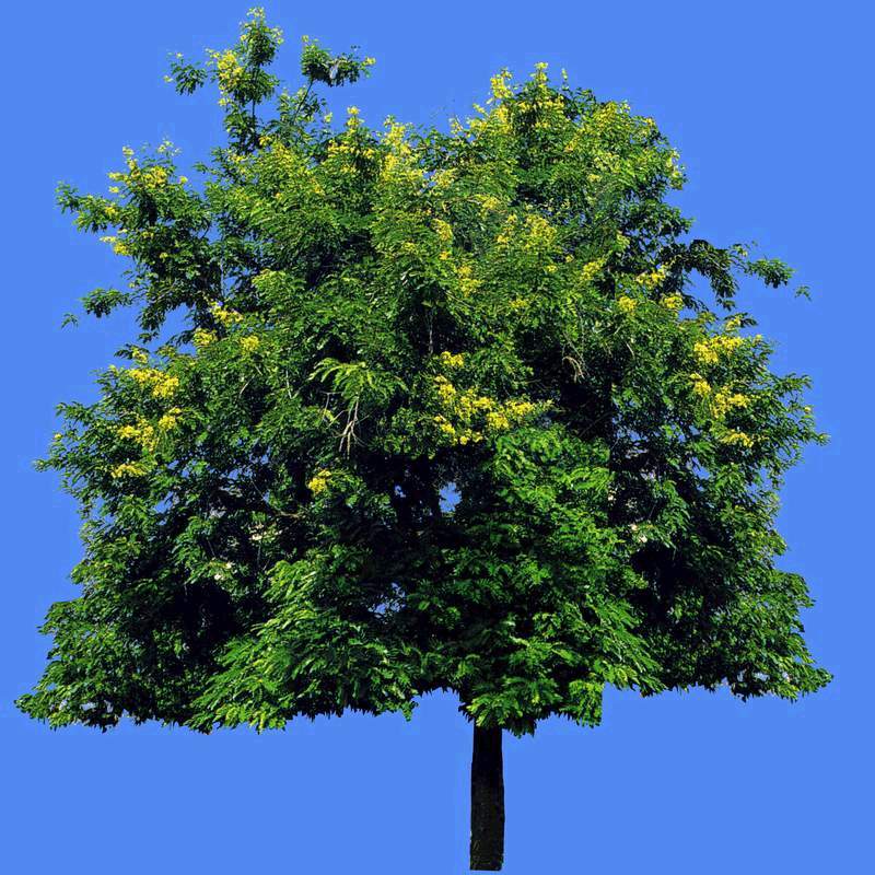  p>黑檀,别名:乌木,黑紫檀;拉丁文名:dalbergia melanaoxylon guill&