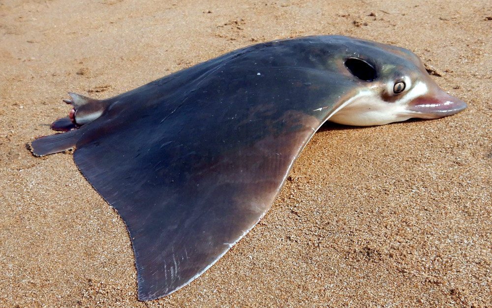  p>无斑鹞鲼(学名: i>aetobatus flagellum /i>)是 a href="#" data