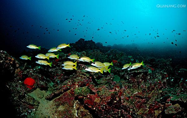 渔礁问答 全网资源