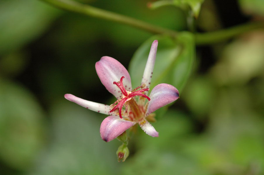  p>铃木油点草,是油点草属 a target="_blank" href="/item/多年生