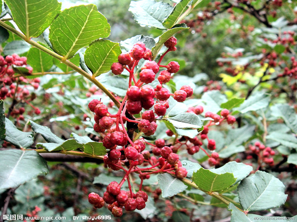 sichuan pepper