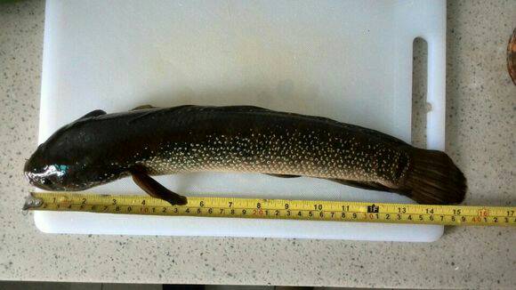  p>鳢科(channidae), a href="#" data-lemmaid="1195405">硬骨鱼纲 