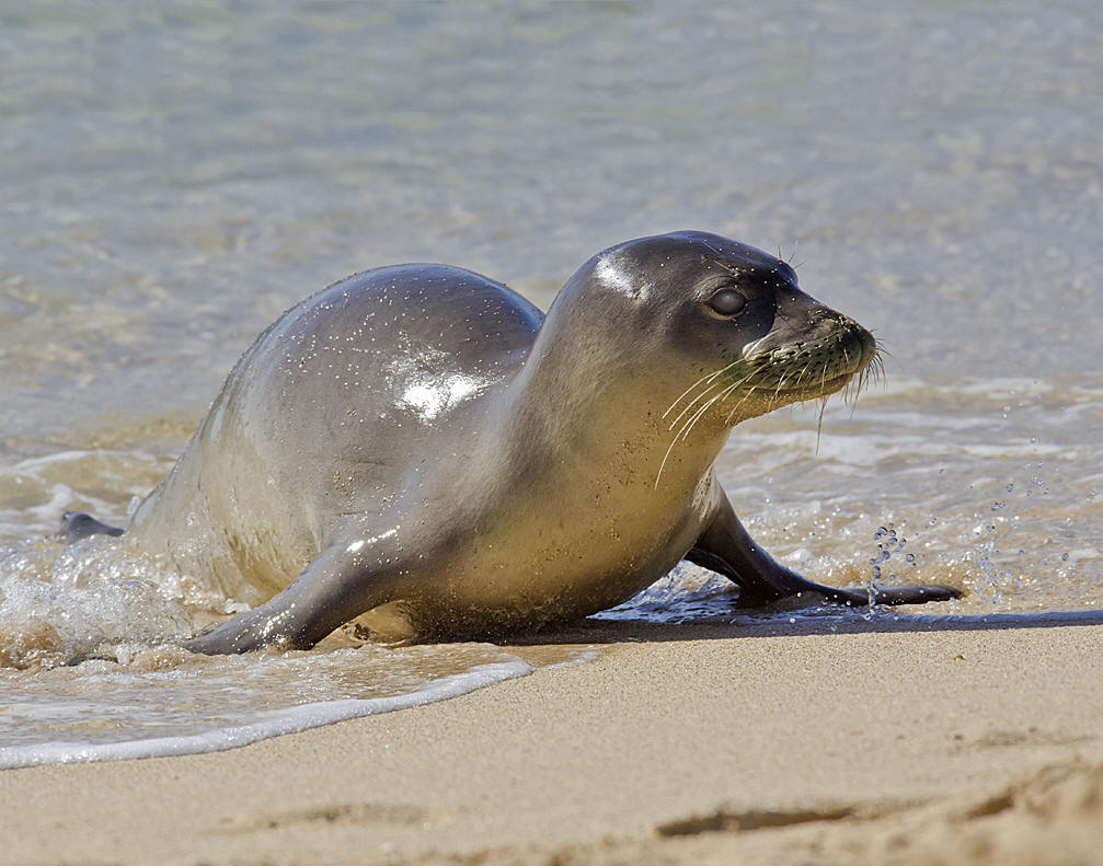  p>地中海僧海豹是一种古老而稀有的海豹.