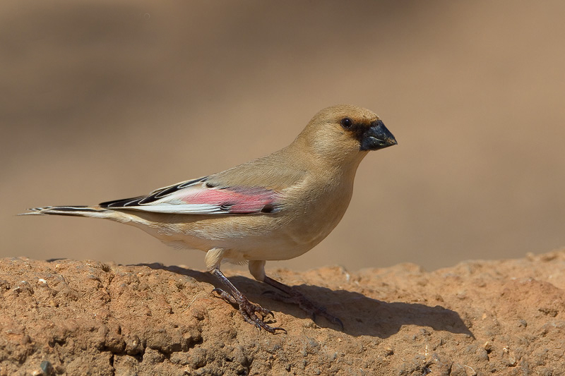  p>巨嘴沙雀(学名: i>rhodopechys obsoleta /i>)为雀科沙雀属的鸟类.