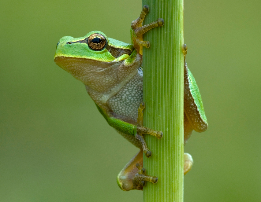  p>丽春雨蛙(学名:pseudacris ornata):原俗名由拉丁文ornatus(饰),属