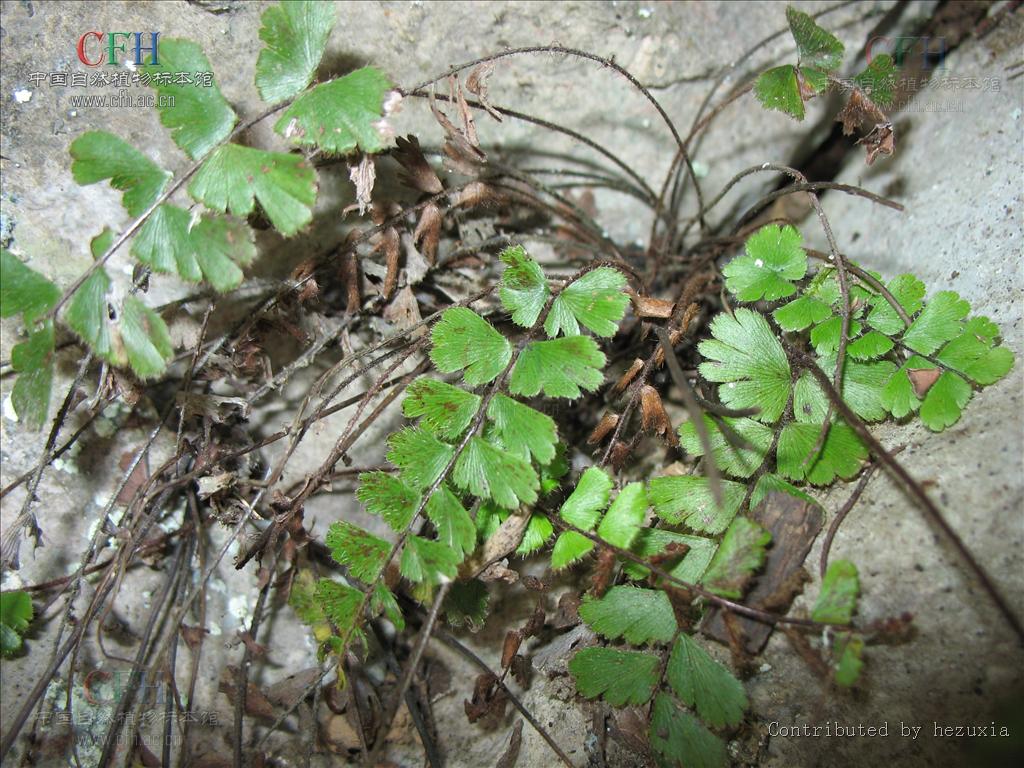 adiantum capillus-veneris l.