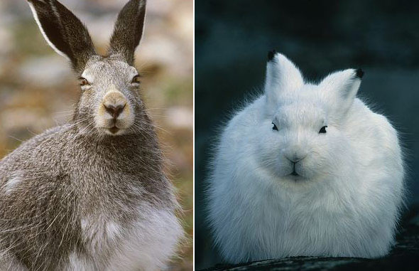 腿长,四肢非常有力灵活,夏季身体背面浅灰色,冬季身体背面白色