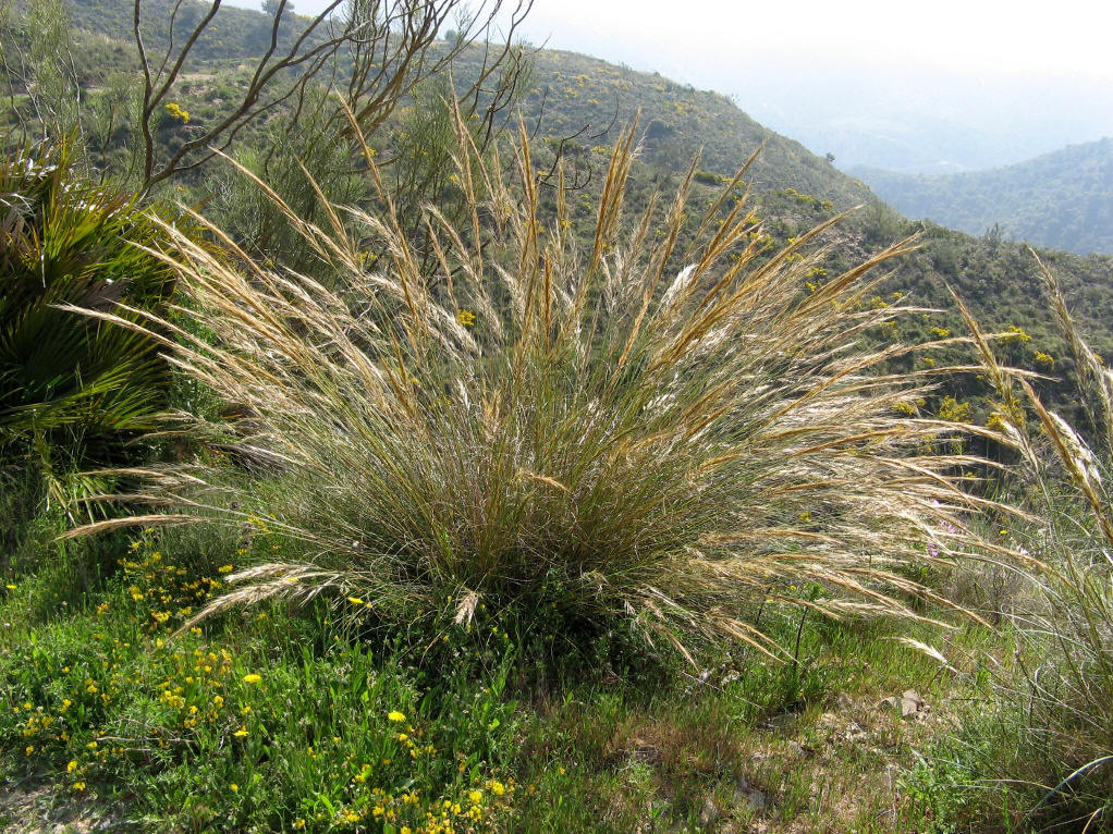 是禾本科,白茅属多年生草本植物,秆直立,高可达80厘米,节无毛.